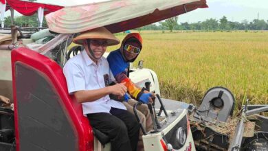 Menjaga Senyum Petani, Bulog Jamin Pembelian Gabah Sesuai HPP