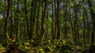 Menjelajahi Ragam Jenis-Jenis Hutan yang Ada di Indonesia