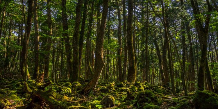 Menjelajahi Ragam Jenis-Jenis Hutan yang Ada di Indonesia