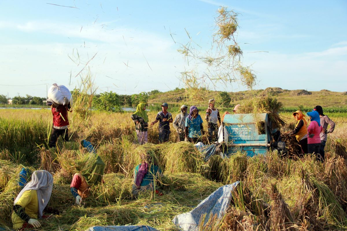 Tani Merdeka Kolaborasi dengan Bulog Jatim Tingkatkan Serapan Gabah