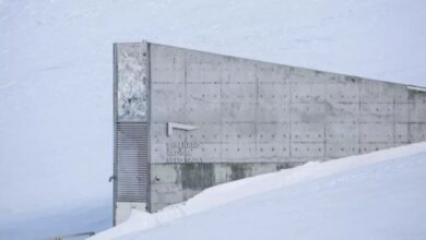 Terungkap! Penampakan Mengejutkan Gudang Benih 'Kiamat' Svalbard