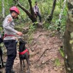 Polda Sulsel Kerahkan Anjing Pelacak K-9 Cari Korban Pesawat ATR 42-500 di Gunung Bulusaraung