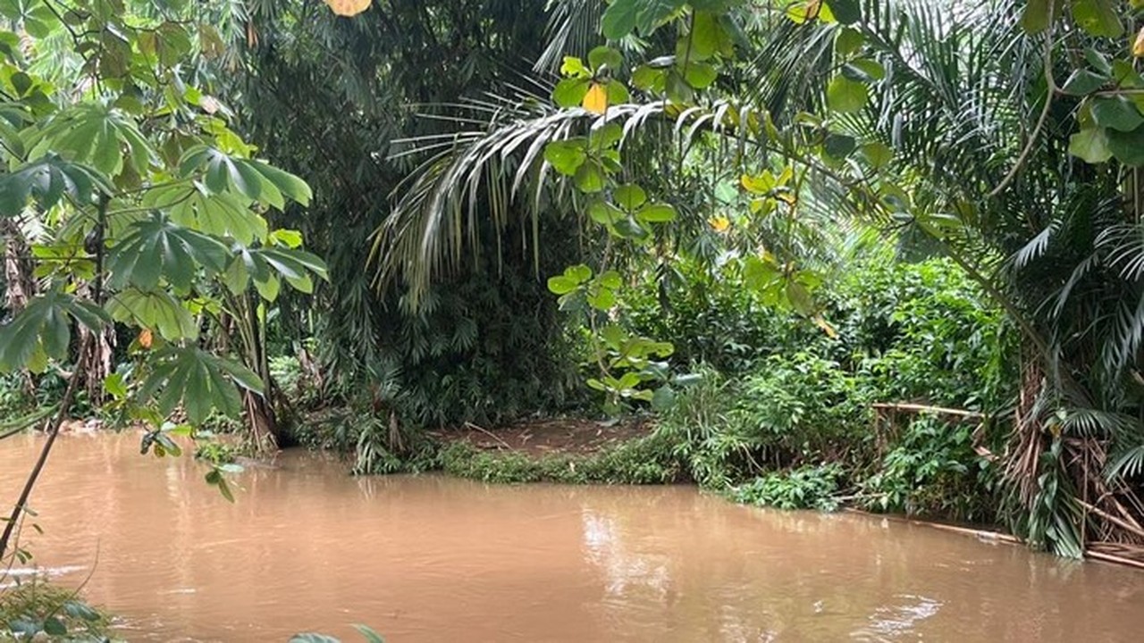 Buaya ‘Lisa’ 1,5 Meter Muncul di Dekat SMA 5 Depok, Sekolah Minta Evakuasi Mendesak