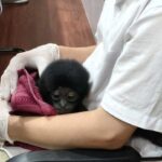 Polisi Pekanbaru Ungkap Jual Beli Owa Siamang Dilindungi, Pelaku Ditangkap dengan Uang Muka Rp 2 Juta