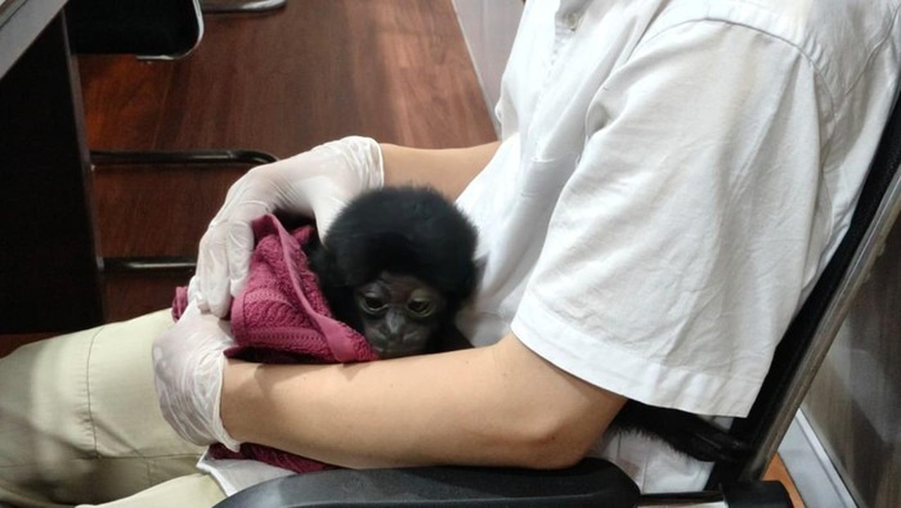 Polisi Pekanbaru Ungkap Jual Beli Owa Siamang Dilindungi, Pelaku Ditangkap dengan Uang Muka Rp 2 Juta Polisi Pekanbaru Ungkap Jual Beli Owa Siamang Dilindungi, Pelaku Ditangkap dengan Uang Muka Rp 2 Juta