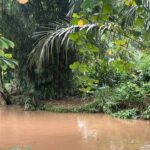 Buaya ‘Lisa’ 1,5 Meter Muncul di Belakang SMAN 5 Depok, Pihak Sekolah Cemas