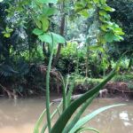 Buaya ‘Lisa’ di Depok Bikin Waswas Warga Sekolah, Terlihat Berjemur Dekat SMAN 5