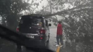 Pohon Tumbang Akibat Hujan Deras Tutup Akses Jalan Raya Puncak Bogor