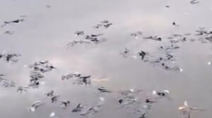 Misteri Kematian Massal Ikan di Situ Citongtut Bogor, Pemkab Langsung Turun Tangan