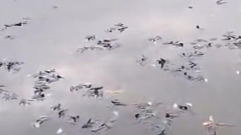 Misteri Kematian Massal Ikan di Situ Citongtut Bogor, Pemkab Langsung Turun Tangan