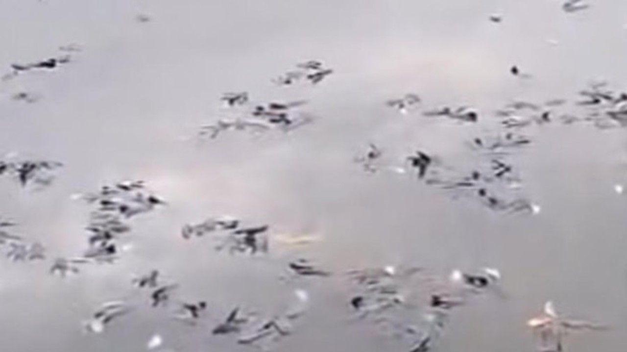 Misteri Kematian Massal Ikan di Situ Citongtut Bogor, Pemkab Langsung Turun Tangan