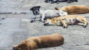 Mobil Tanpa Pengemudi Berisi 7 Bangkai Anjing Ditemukan di Minahasa