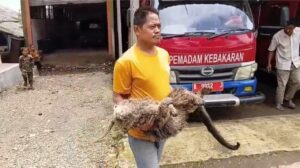 Binturong Langka Ditemukan Mati di Pandeglang, Diduga Luka Tembak Senapan Angin