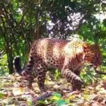 Macan Tutul Jawa Pincang di Sanggabuana Diduga Korban Pemburu Liar, SCF Tempuh Jalur Hukum