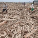 Banjir Bandang Guci, Gelondongan Kayu Penuhi Pantai Larangan Tegal