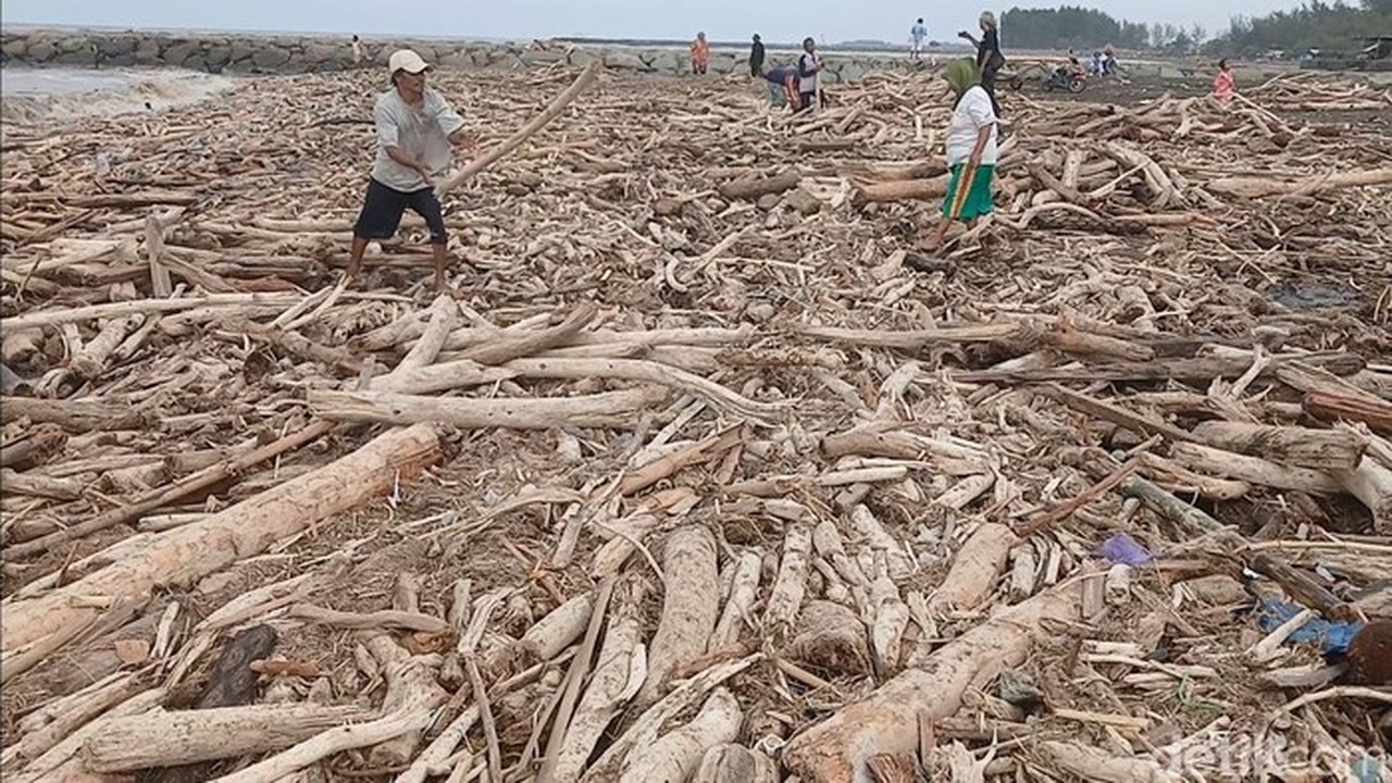 Banjir Bandang Guci, Gelondongan Kayu Penuhi Pantai Larangan Tegal