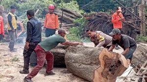 Dua Pohon Asam Tua Tumbang di Serang, Timpa 3 Bangunan dan Lukai 1 Warga
