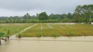 Banjir Pandeglang Rendam 4.794 Hektare Sawah, 65 Hektare Gagal Panen