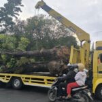 Wali Kota Pekanbaru Terbitkan Surat Edaran Larangan Penebangan Pohon Demi Lingkungan Hijau