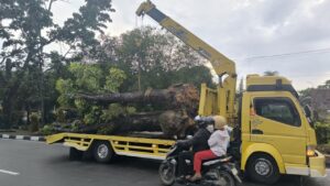 Wali Kota Pekanbaru Terbitkan Surat Edaran Larangan Penebangan Pohon Demi Lingkungan Hijau
