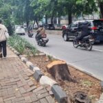 Oknum ASN Jakarta Selatan Dimutasi Usai Tebang Pohon Ilegal di Kebayoran Lama