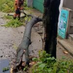 Pohon Kayumanis Tumbang di Bogor Akibat Hujan dan Angin Kencang, BPBD Pastikan Nihil Korban