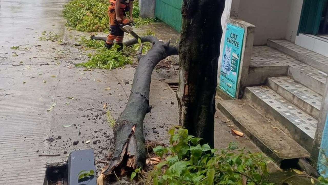 Pohon Kayumanis Tumbang di Bogor Akibat Hujan dan Angin Kencang, BPBD Pastikan Nihil Korban